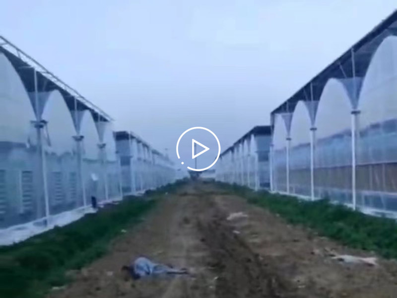 薄膜连栋温室案例现场
